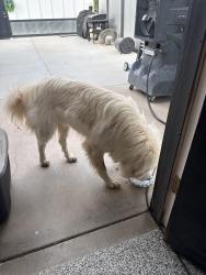 Found/Stray Unknown Dog last seen Was headed to the alleys behind hses in the neighborhood , Queen Creek, AZ 85142