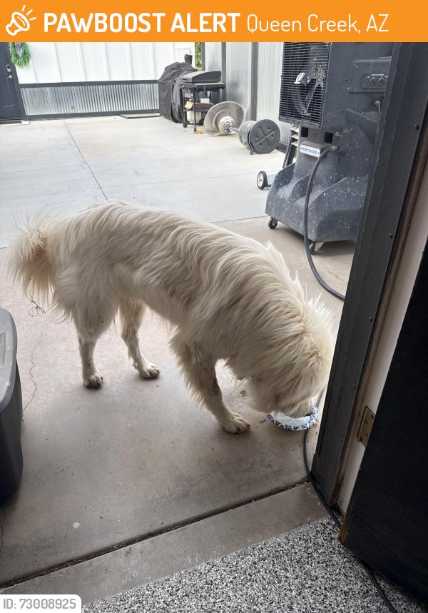 Found/Stray Unknown Dog last seen Was headed to the alleys behind hses in the neighborhood , Queen Creek, AZ 85142