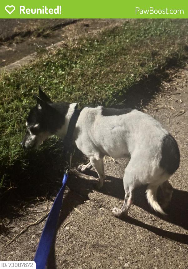 Reunited Female Dog last seen Brighton Dr, Bryan, TX 77802, USA, Bryan, TX 77802