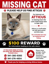 Reunited Male Cat last seen Lost Creek Drive, Dallas, TX 75224