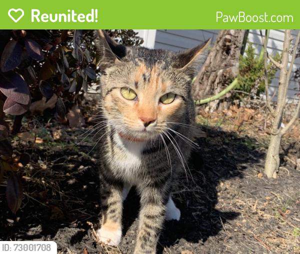 Reunited Female Cat last seen Capital Area Greenbelt, Susquehanna Township, PA 17109