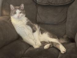 Lost Male Cat last seen Uwm Milwaukee , Milwaukee, WI 53211