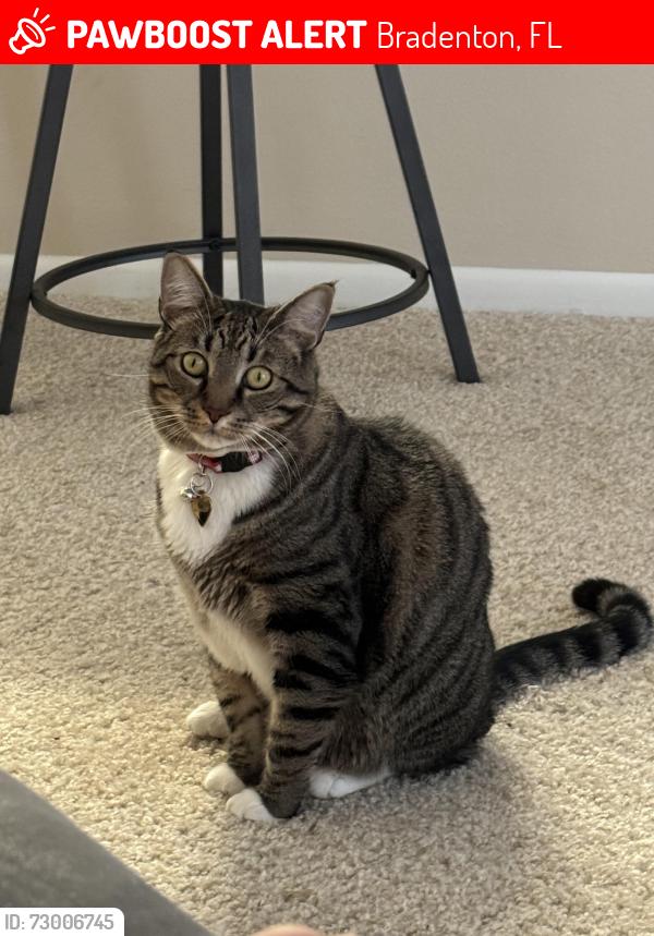 Lost Male Cat last seen Cordova lakes, Bradenton, FL 34209