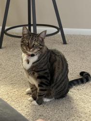 Lost Male Cat last seen Cordova lakes, Bradenton, FL 34209