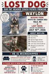 Lost Male Dog last seen Banoak rd, Vale, NC 28168