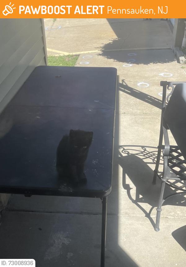 Found/Stray Unknown Cat last seen Near 49th street, Pennsauken, NJ 08110