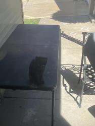 Found/Stray Unknown Cat last seen Near 49th street, Pennsauken, NJ 08110