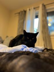 Lost Male Cat last seen Rockne Drive, Concord, CA 94518