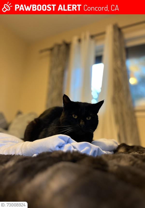 Lost Male Cat last seen Rockne Drive, Concord, CA 94518
