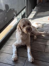 Reunited Male Dog last seen Champlain, Oceanside, CA 92056