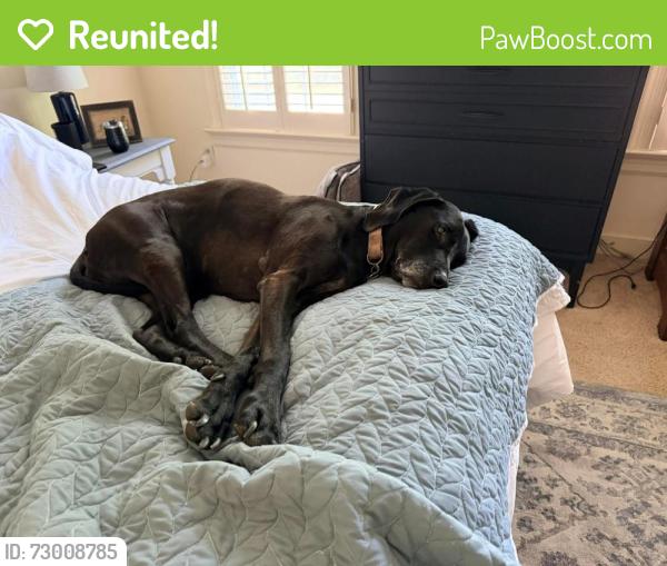 Reunited Female Dog last seen Atlee station rd, Mechanicsville, VA 23116