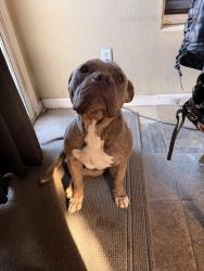 Reunited Male Dog last seen Curtis street, Salida, CA 95368