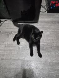 Reunited Female Cat last seen 50th ave and 48th ave, Queens, NY 11377