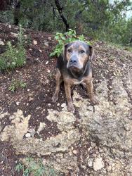 Found/Stray Male Dog last seen Stonewall ests, San Antonio, TX 78256