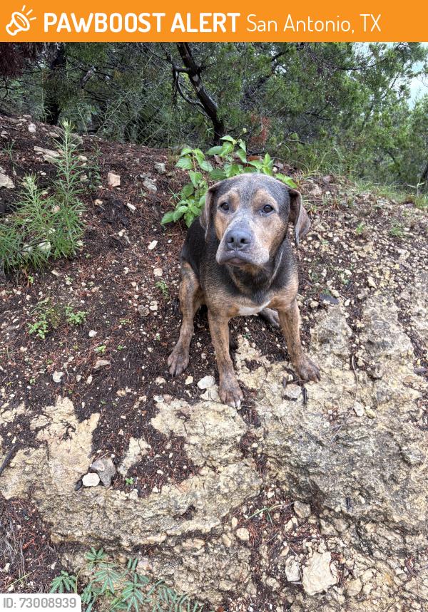 Found/Stray Male Dog last seen Stonewall ests, San Antonio, TX 78256