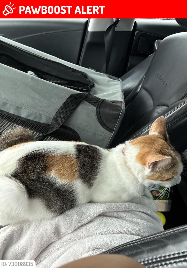 Lost Female Cat last seen Betmark Lane, North Northwest Pensacola, FL 32534