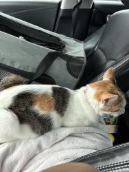 Lost Female Cat last seen Betmark Lane, North Northwest Pensacola, FL 32534