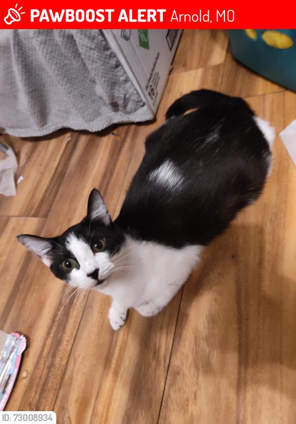 Lost Female Cat last seen Sy manor , Arnold, MO 63010