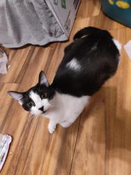 Lost Female Cat last seen Sy manor , Arnold, MO 63010
