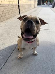 Shelter Stray Female Dog last seen Near Kingsbridge Terrace, BRONX, NY, 10463, 326 E 110th St, New York, NY 10029, USA