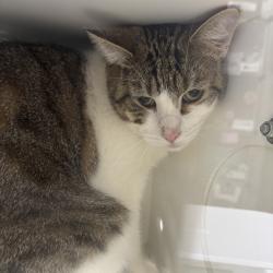 Shelter Stray Male Cat last seen 