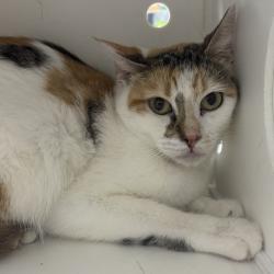 Shelter Stray Female Cat last seen 