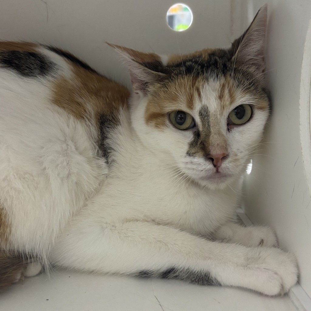 Shelter Stray Female Cat last seen 