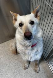 Shelter Stray Female Dog last seen w south blvd and montclair st, ROCHESTER HILLS, MI, 48309, 1200 N Telegraph Building 42E, Pontiac, MI 48340, USA