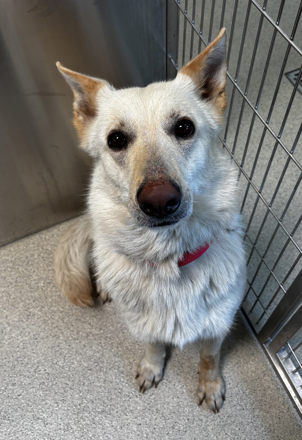 Shelter Stray Female Dog last seen w south blvd and montclair st, ROCHESTER HILLS, MI, 48309, 1200 N Telegraph Building 42E, Pontiac, MI 48340, USA