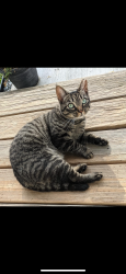 Lost Female Cat last seen Green Street Park/First St. , Beacon, NY 12508