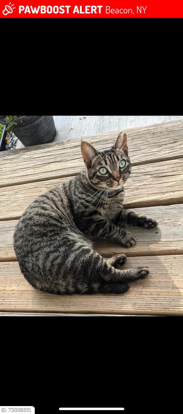 Lost Female Cat last seen Green Street Park/First St. , Beacon, NY 12508