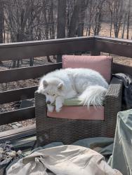 Reunited Female Dog last seen Wannigan Point Cabins, Taylors Falls, MN 55084