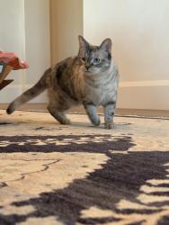 Reunited Female Cat last seen Front yard of 5595 Blue Ridge Dr, Yorba Linda, CA 92887