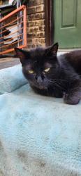 Lost Male Cat last seen Richmond & Brant Avenue , Brantford, ON N3T 3H6