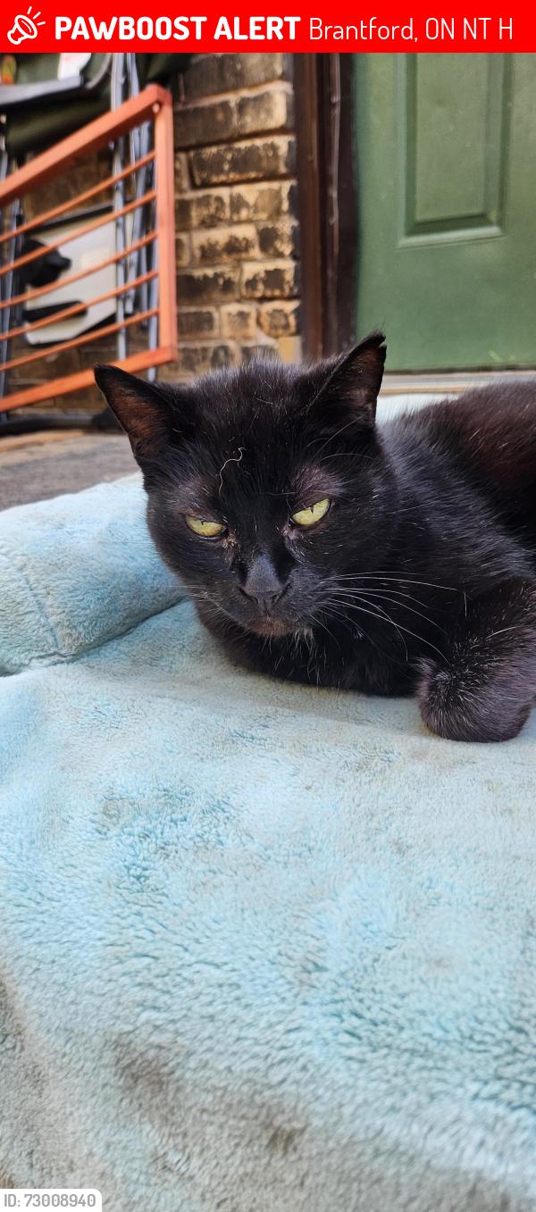 Lost Male Cat last seen Richmond & Brant Avenue , Brantford, ON N3T 3H6