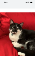 Lost Male Cat last seen 89th & Glenwood, Overland Park, KS 66212