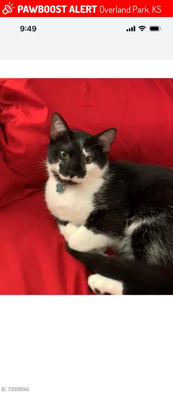 Lost Male Cat last seen 89th & Glenwood, Overland Park, KS 66212
