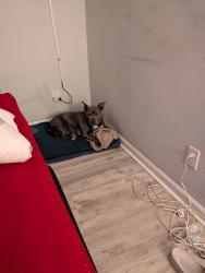 Lost Female Dog last seen Umstead st and Linwood , Durham, NC 27707