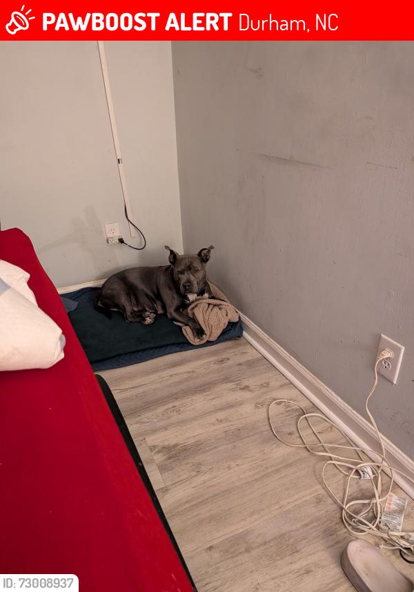 Lost Female Dog last seen Umstead st and Linwood , Durham, NC 27707