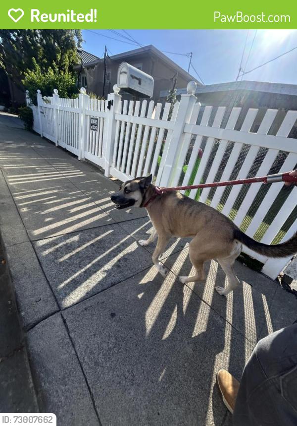 Reunited Male Dog last seen Nottingham Ave Redwood City , Redwood City, CA 94063