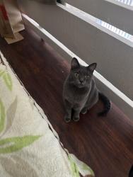Lost Male Cat last seen Saratoga Ave Ventura, CA 93003 United States, Ventura, CA 93003