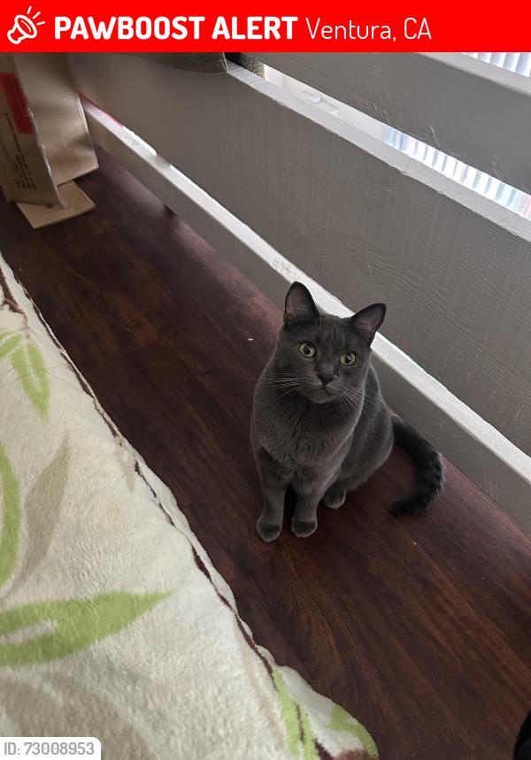 Lost Male Cat last seen Saratoga Ave Ventura, CA 93003 United States, Ventura, CA 93003