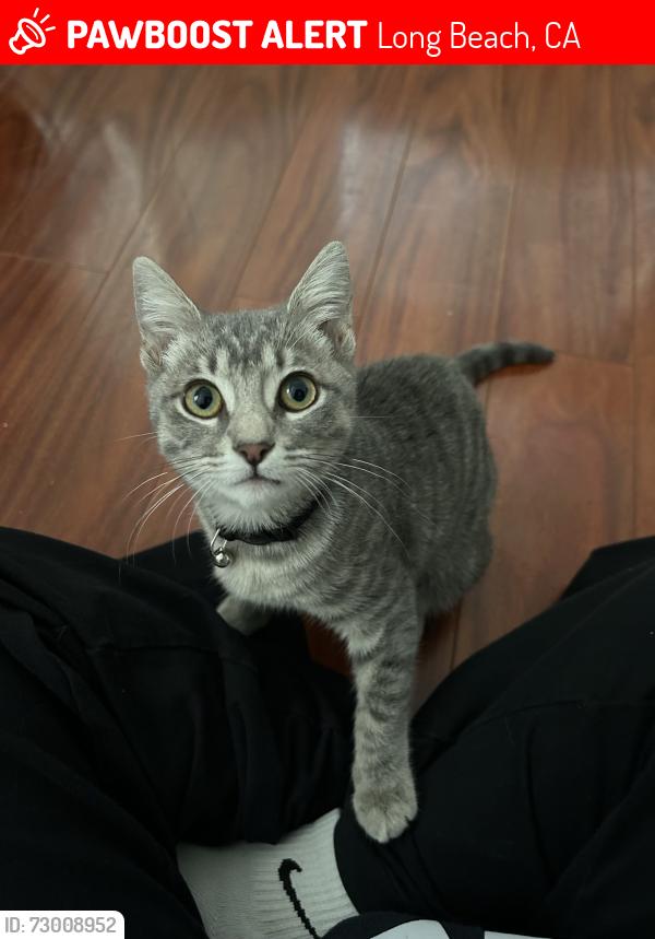 Lost Female Cat last seen Park ests, Long Beach, CA 90815