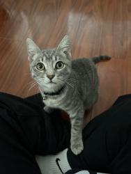 Lost Female Cat last seen Park ests, Long Beach, CA 90815