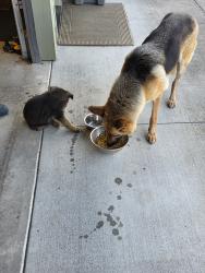 Found/Stray Female Dog last seen SE 8th Way and SE Coffey Rd, Clark County, WA 98671