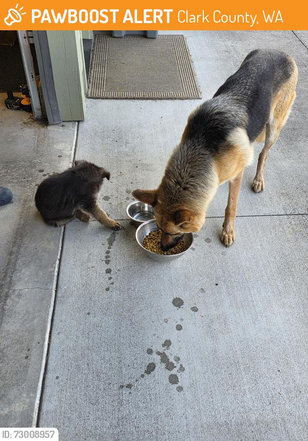 Found/Stray Female Dog last seen SE 8th Way and SE Coffey Rd, Clark County, WA 98671