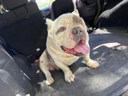 Found/Stray Male Dog last seen West Road, Cameron, Harnett County, NC 28326