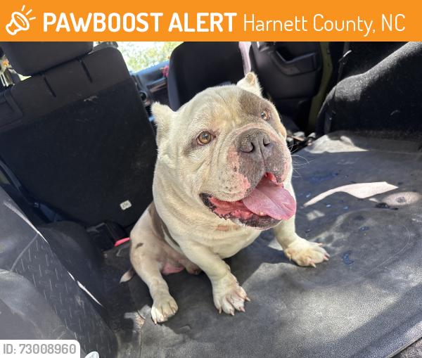 Found/Stray Male Dog last seen West Road, Cameron, Harnett County, NC 28326