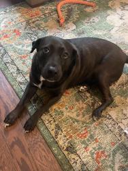Reunited Female Dog last seen Near Cahaba Manor Dr, Trussville, AL 35173, USA, Trussville, AL 35173