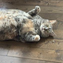 Shelter Stray Female Cat last seen , Animal Care & Control Team of Philly, 111 W Hunting Park Ave, Philadelphia, PA 19140, USA